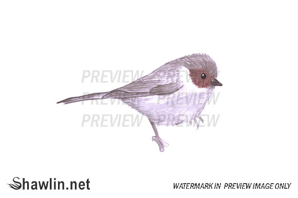 American Bushtit Watercolor Embroidery Review