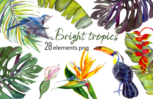 Bright Tropics Watercolor Illustrations
