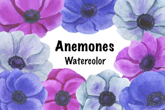 Collection Anemones Flowers Watercolor Review