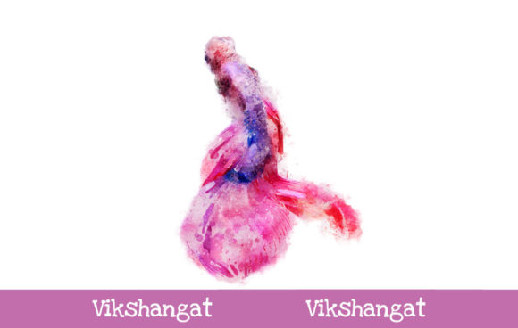 Fighter Betta Fish Watercolor Art & Illustrations