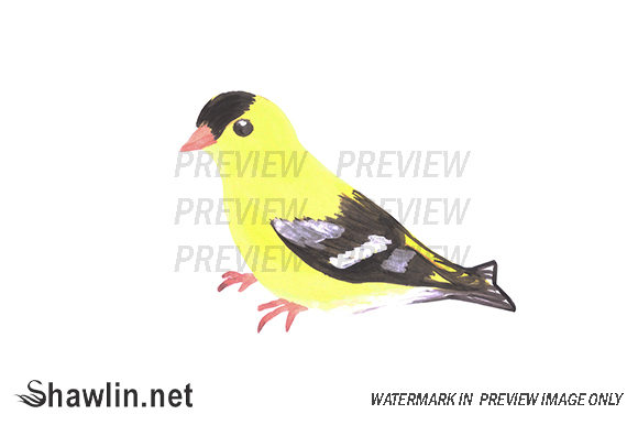 Goldfinch Bird Watercolor & Illustrations