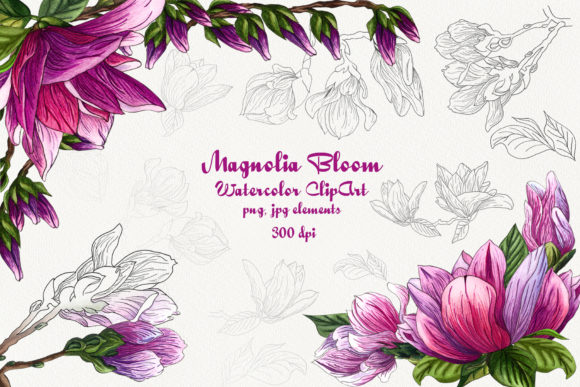 Magnolia Bloom Watercolor Clip Art & Illustrations