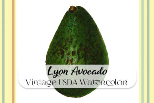 Vintage Lyon Avocado Watercolor Illustrations