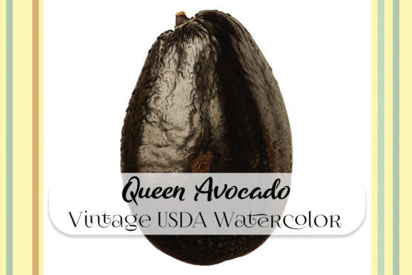 Vintage Queen Avocado Watercolor Review
