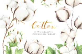 Watercolor Cotton Clipart & Illustrations
