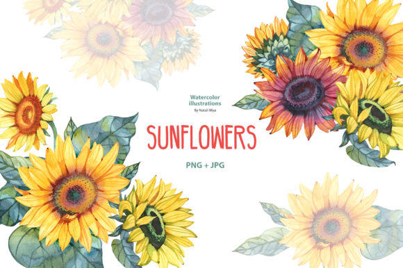 Watercolor Sunflowers Illustrations Review