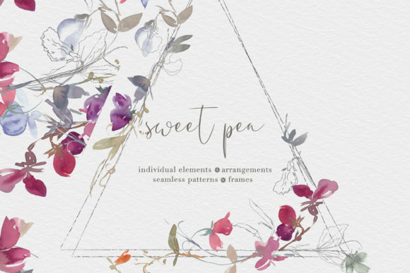Watercolor Sweet Pea Clipart Collection Illustrations