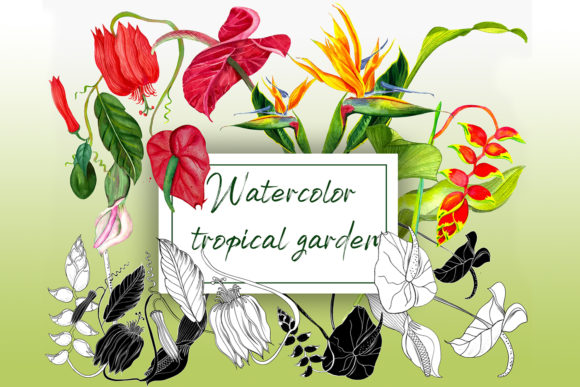 Watercolor Tropical Flowers & Illustrations