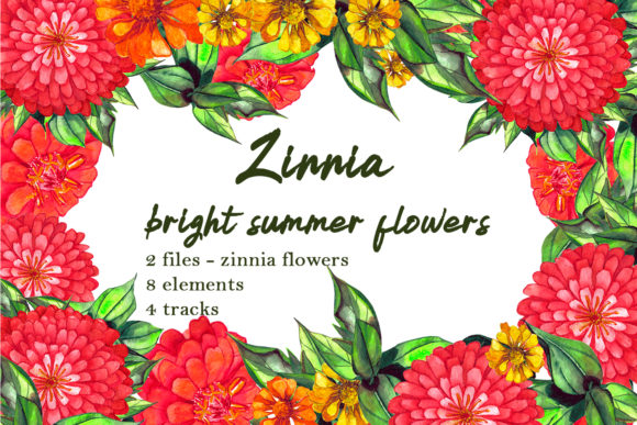 Watercolor Zinnia Set: Fresh Illustrations